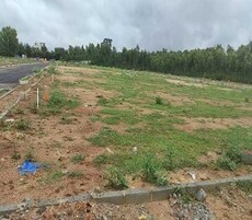 The Woods Of East Phase 8 Featured Image