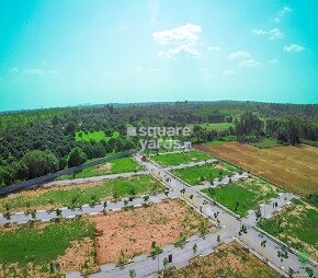Varada Sizzle Evergreen