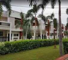 Fortune Tulip Greens Featured Image