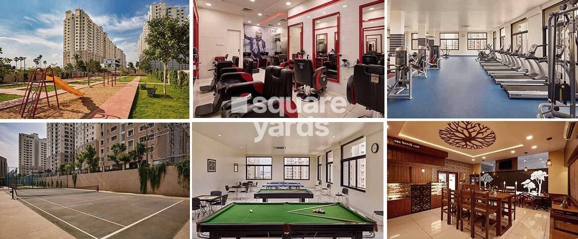 Alliance Orchid Springs