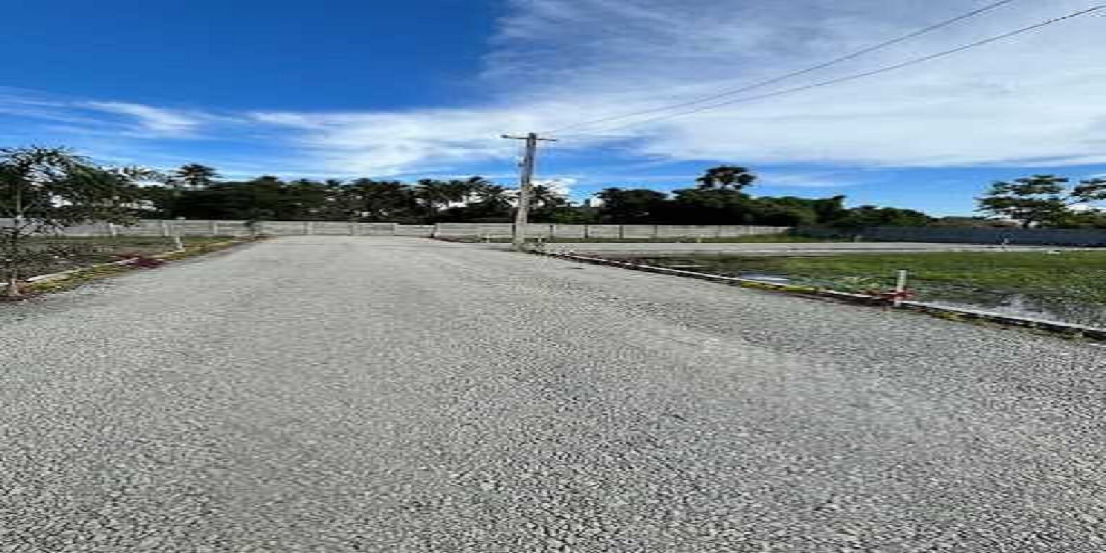 KP Daffodils Featured Image