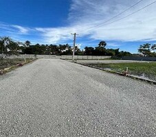 KP Daffodils Featured Image