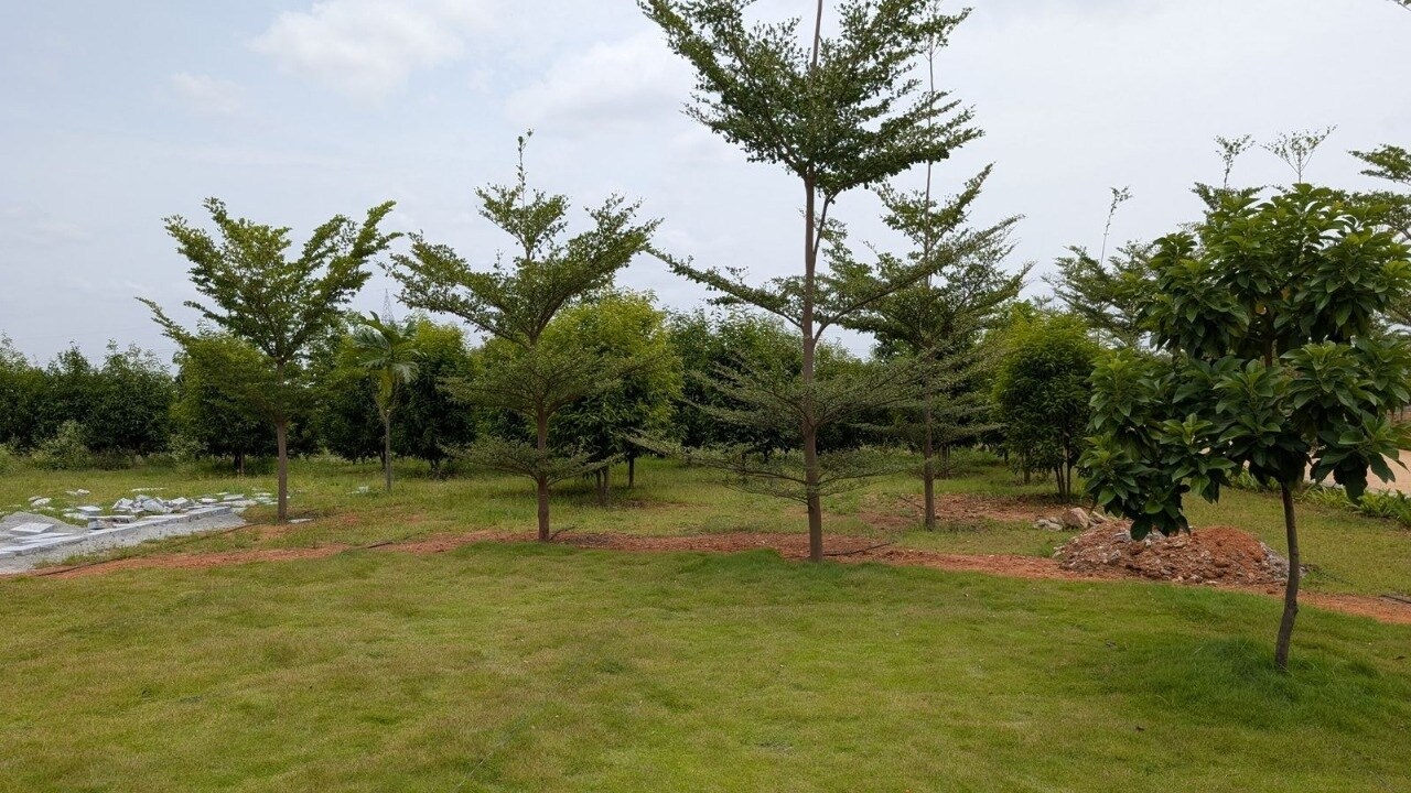 Neralu Sandal Valley