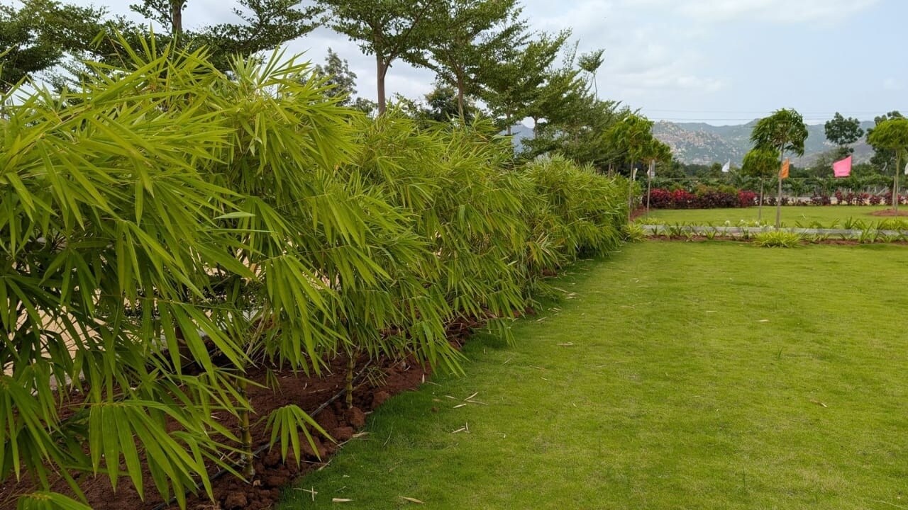 Neralu Sandal Valley