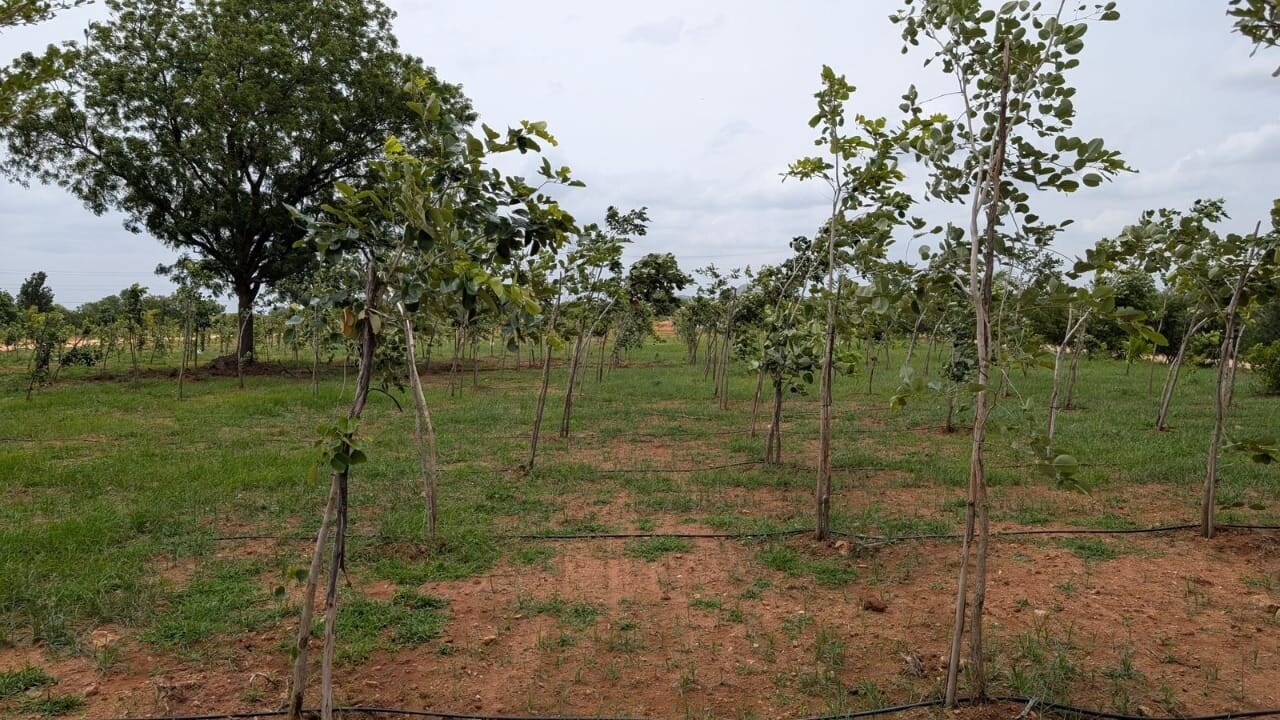 Neralu Sandal Valley