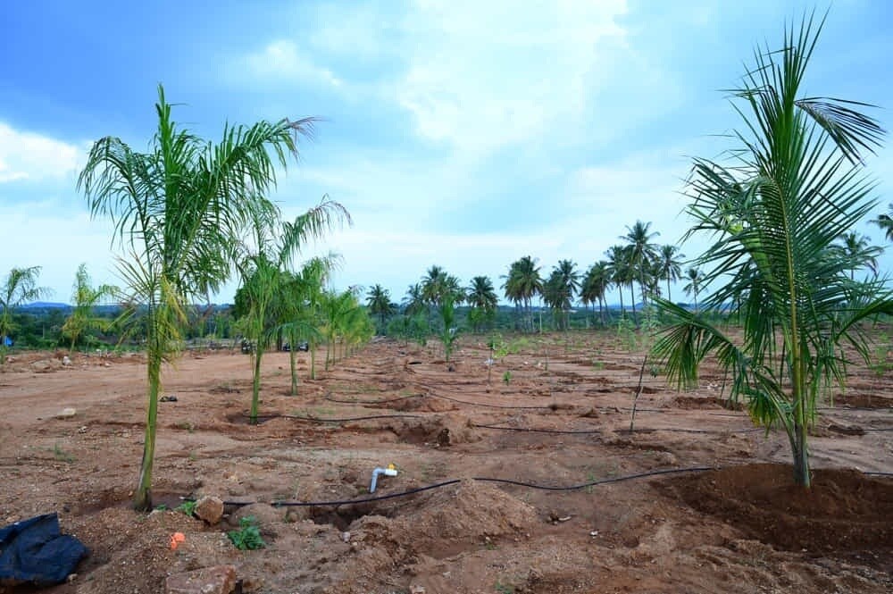 Neralu Sandal Valley