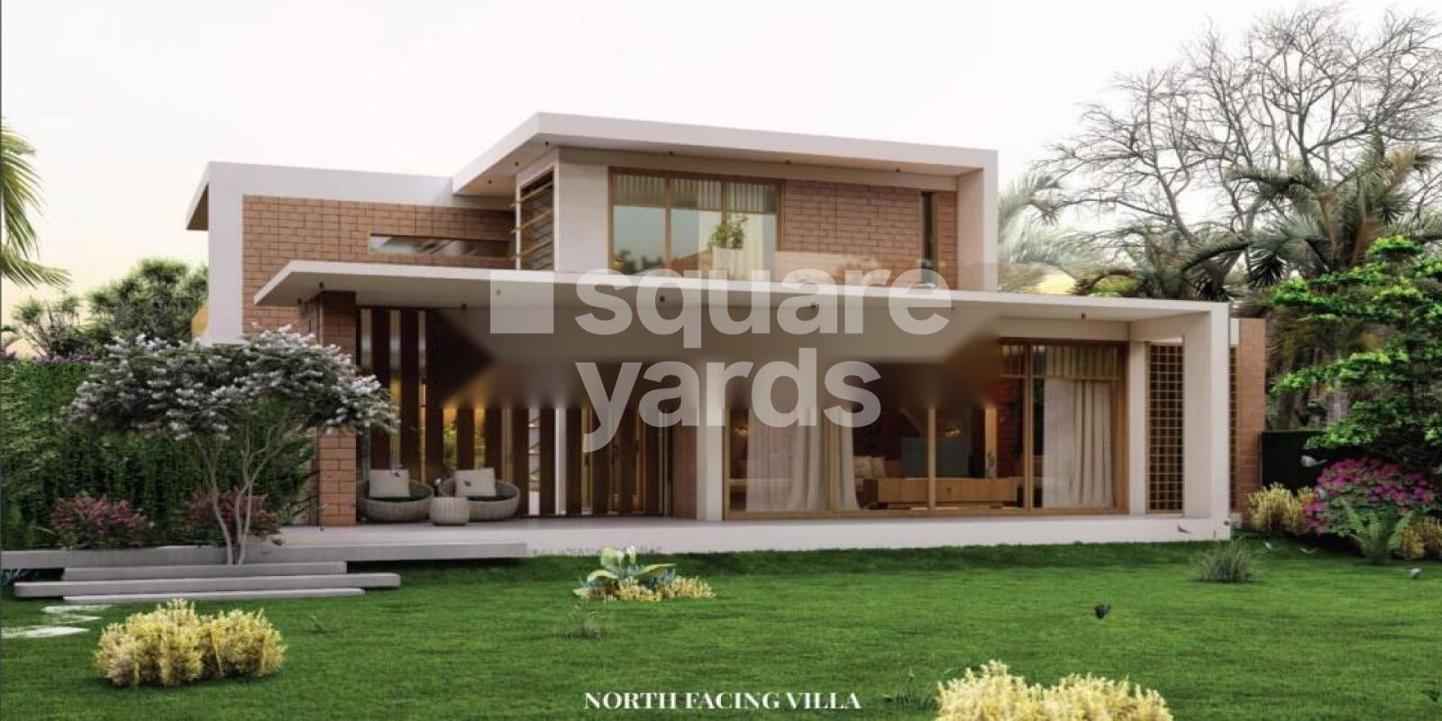 Limestone Humming Bird