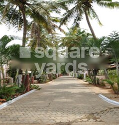 Parsn Palm Legend Parsn Palm Legend