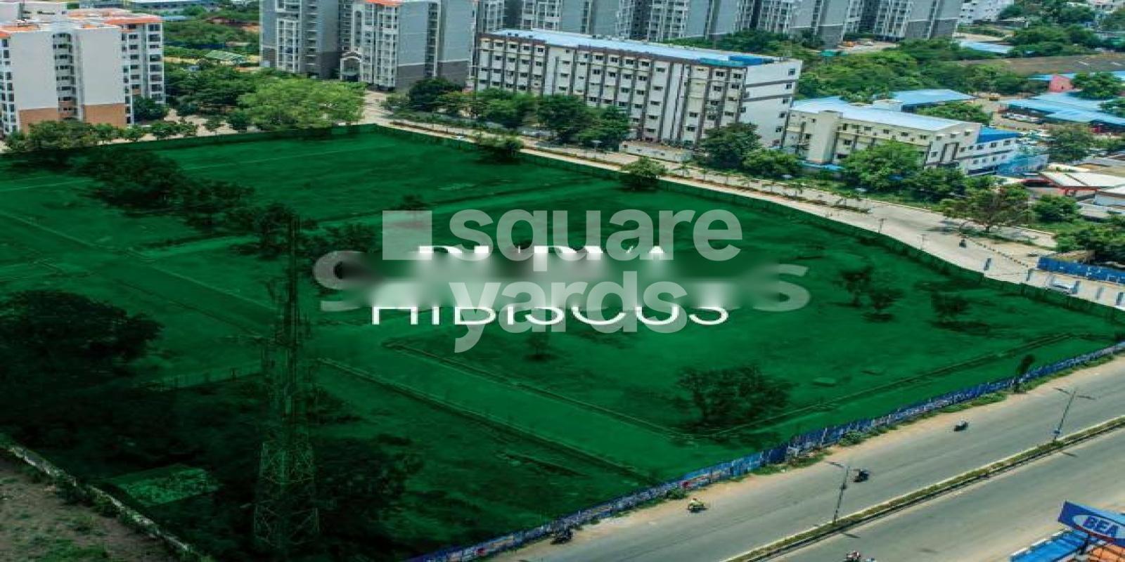 Purva Hibiscus Featured Image