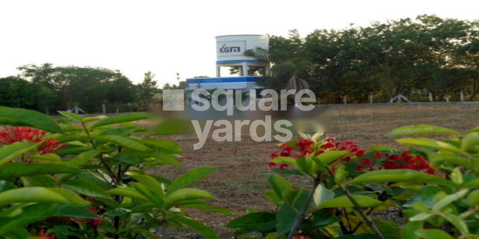 RR Royal Palm Featured Image