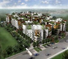 Coromandel Coral Ennar Featured Image