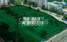 Purva Hibiscus Featured Image