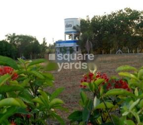 RR Royal Palm Featured Image