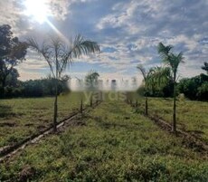 Defence Colony Olive Greens Featured Image