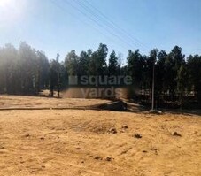 Forest View Featured Image