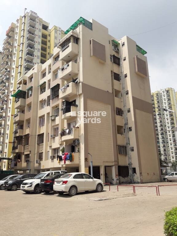 Niho Saffron Scottish Garden