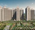 Prateek Grand Begonia