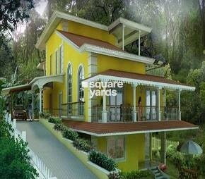 Acron Eugenia Evergreens