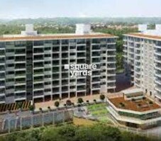 Alcon Estrela alcon Featured Image