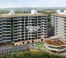 Alcon Estrela alcon Featured Image