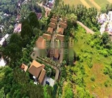 Sun Solidago Featured Image