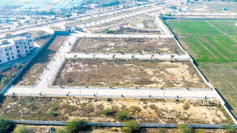 Adani Oyster Greens Plot Images 4