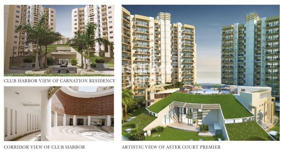 Orris Aster Court Premier