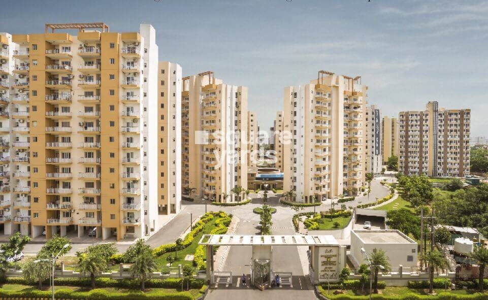 Orris Aster Court Premier