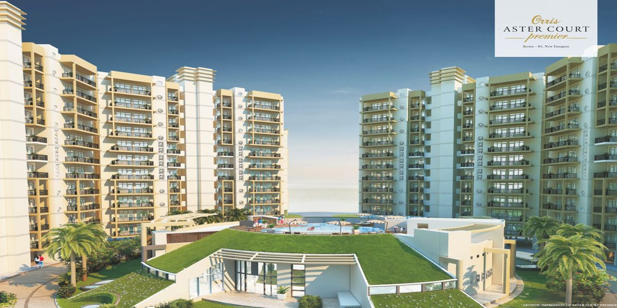 Orris Aster Court Premier