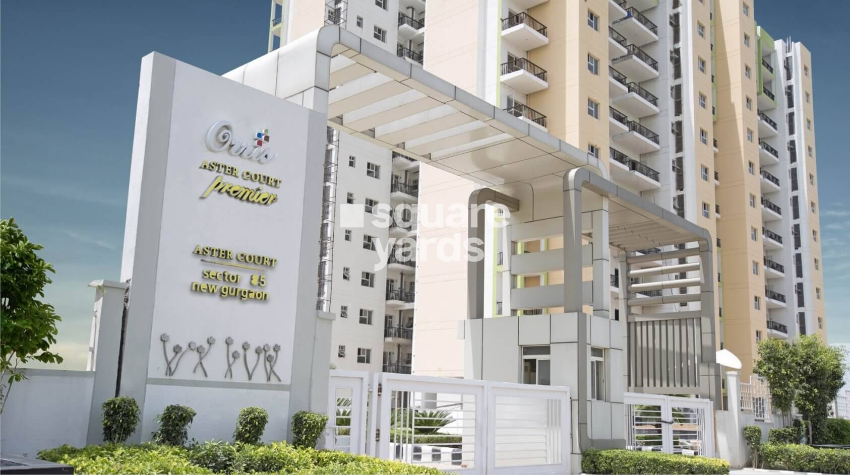 Orris Aster Court Premier