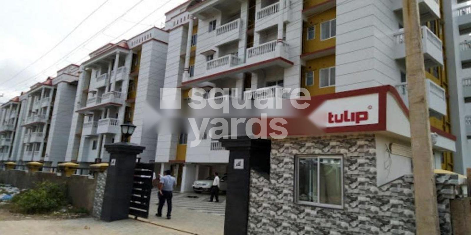 Protech Tulip Featured Image