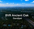 BVR Ancient Oak