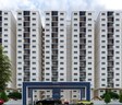CSK Regal Oak