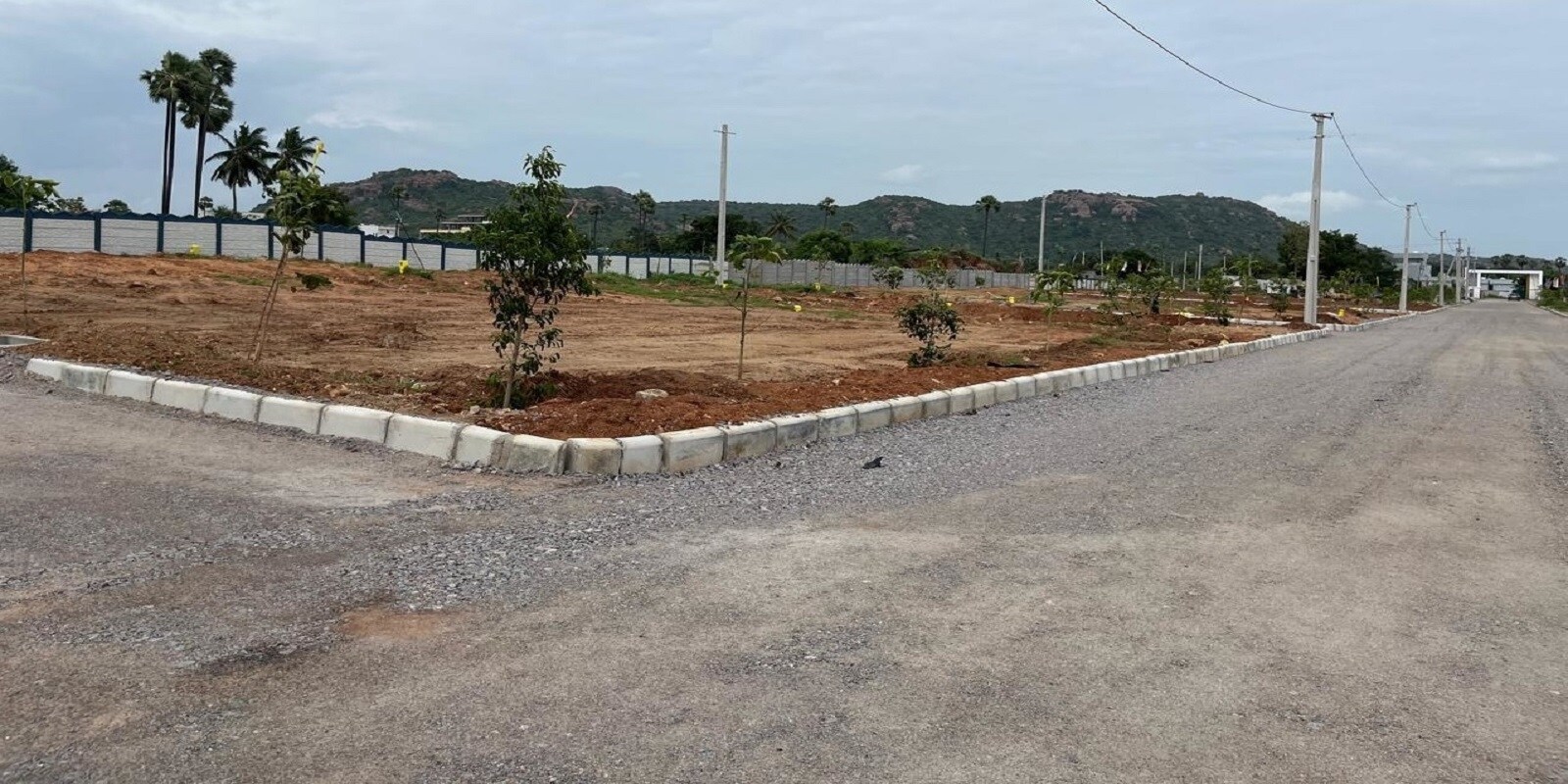 Orange Eastern Meadows Featured Image