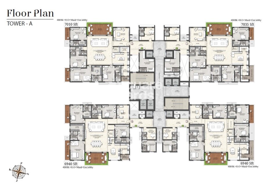 Rajapushpa Presidentia