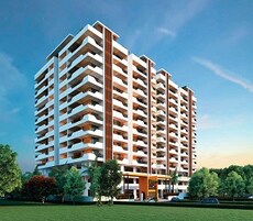 Orange Acacia Featured Image