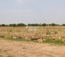Prabha Dream Farmland Flagship Image