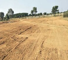 Sark Green Leaf Featured Image