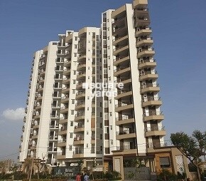 Kotecha Royal Tatvam