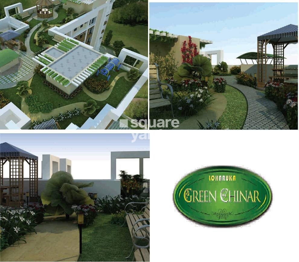 Loharuka Green Chinar