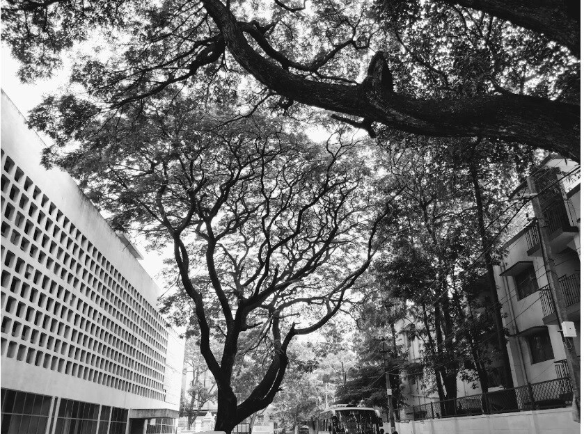 Indiranagar_a tree in the middle of a city