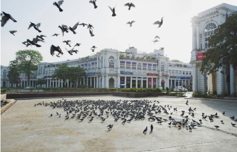 Connaught Place_a flock of birds standing on top of a building