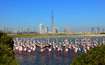 Ras Al Khor_a large group of seagulls standing on top of a lake