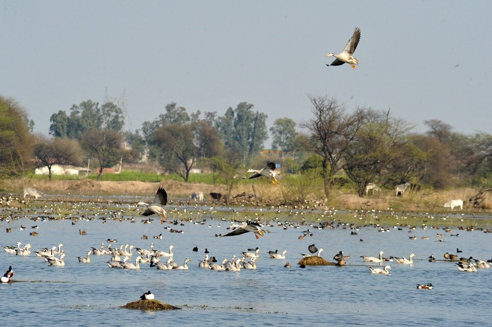 Sultanpur_a flock of birds flying over a body of water