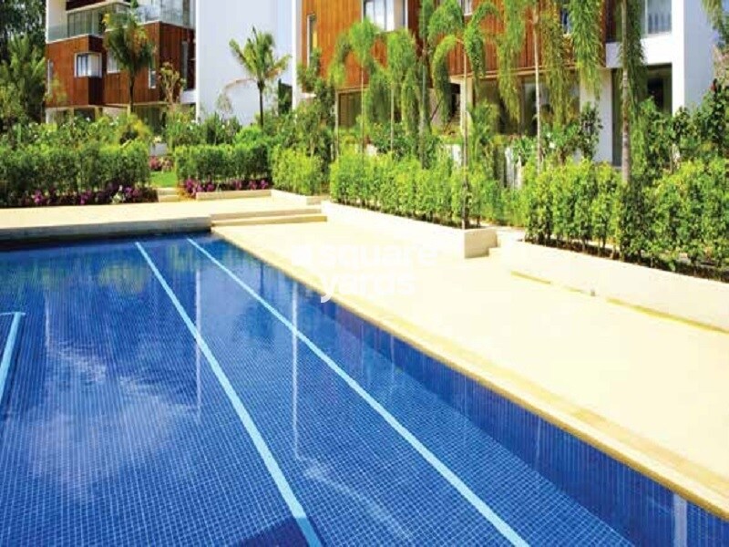 Shalimar Garden Bay Aster