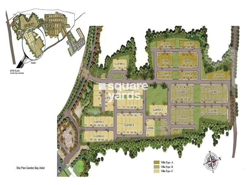 Shalimar Garden Bay Aster