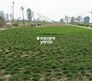 DLF Garden City Flagship Image