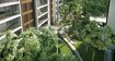 Mahindra Lifespaces Vicino A1 A2 Greens Image