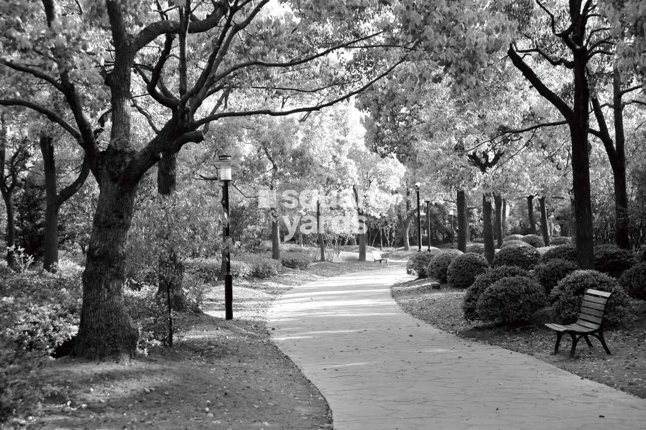 Prestige Daffodils CHS