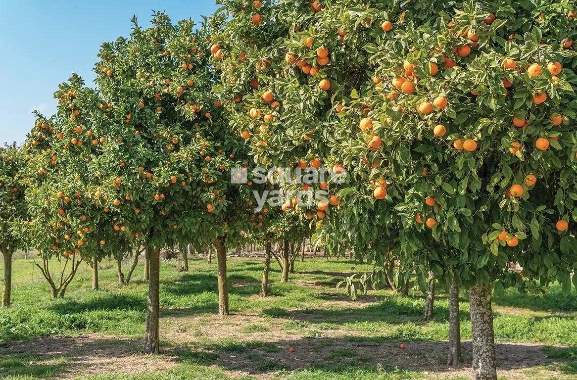 Godrej Orchard Estate